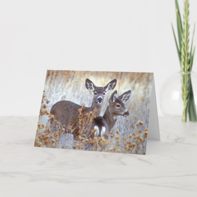 Cartão Wild Mule Deer Pair | Califórnia (Frente)