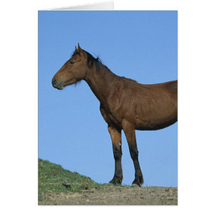 Cartão Wild Mustang Horse