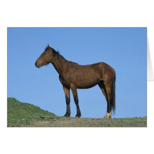 Cartão Wild Mustang Horse