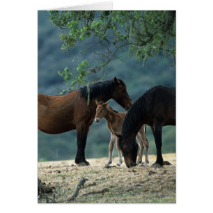 Cartão Wild Mustang Mare & Foal