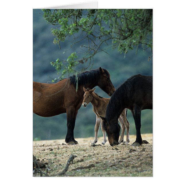 Cartão Wild Mustang Mare & Foal (Frente)