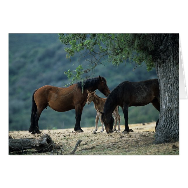 Cartão Wild Mustang Mare & Foal (Frente Horizontal)