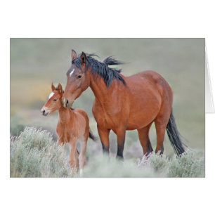 Cartão Wild Mustangs