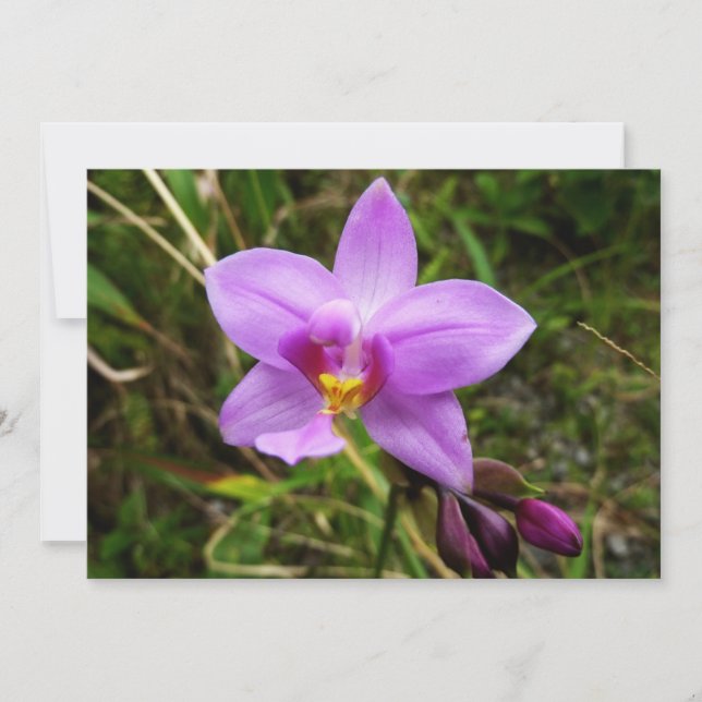 Cartão Wild Orchid Purple Tropical Flower (Frente)