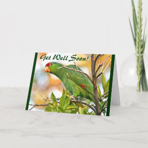 Cartão Wild Parrot Get Well Card