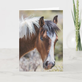 Cartão Wild Pinto Filly