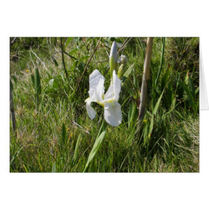 Cartão Wild White Canna Lily
