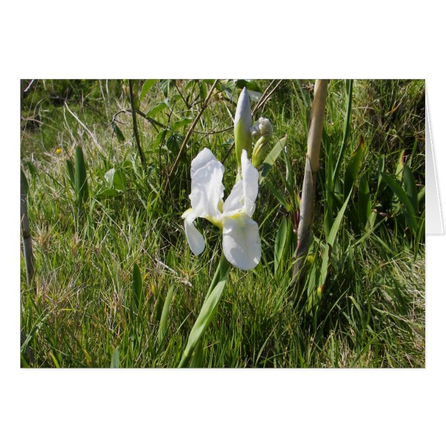 Cartão Wild White Canna Lily (Frente Horizontal)