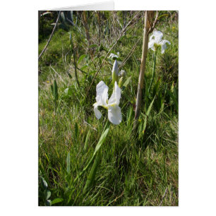 Cartão Wild White Canna Lily