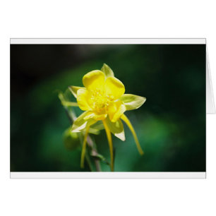 Cartão Wildflower aquilégia amarelo