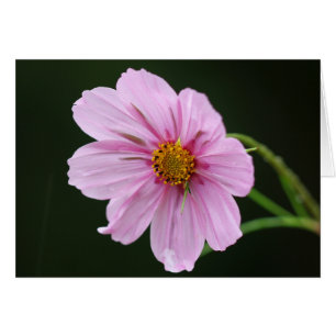 Cartão Wildflower cor-de-rosa bonito do cosmos