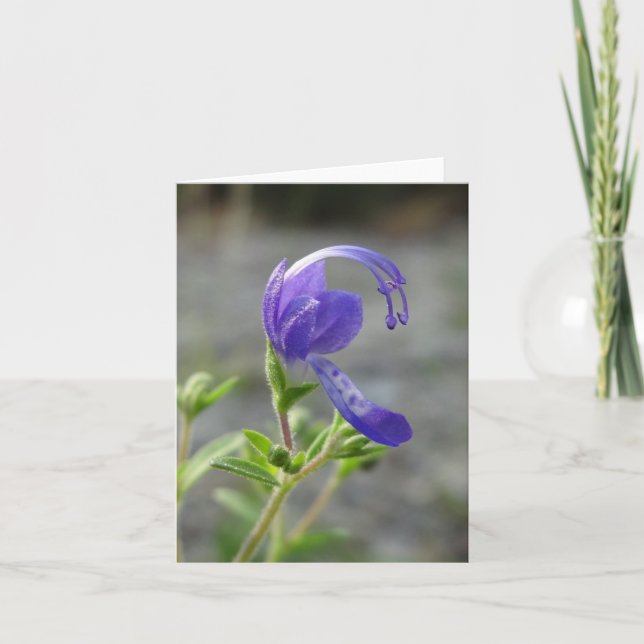 Cartão Wildflower Note Card (Frente)