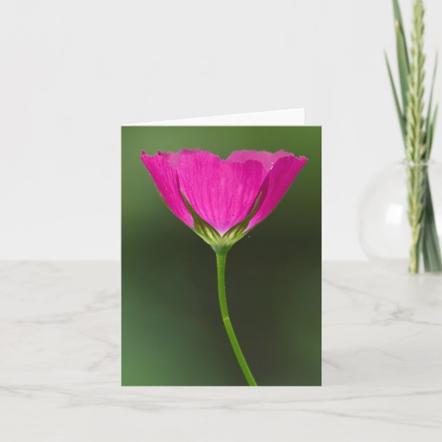 Cartão Wildflower Notecards de Winecup (Frente)