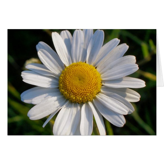 CARTÃO WILDFLOWERS (Frente Horizontal)