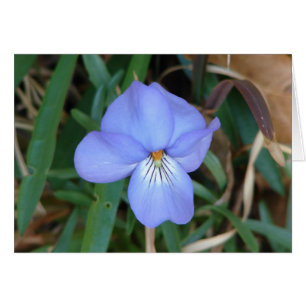 Cartão WildFlowers Birds-Foot Violet IV Hot Primaveras Pr