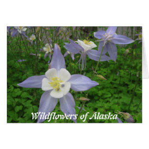 Cartão Wildflowers de Alaska-Aquilégia (Aquilegiacan)