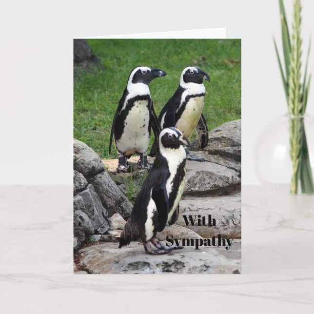 Cartão Wildlife African Penguin Photo Sympathy (Frente)