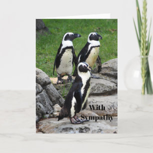 Cartão Wildlife African Penguin Photo Sympathy