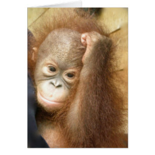 Cartão Wildlife Baby Orangutan (versão 2)