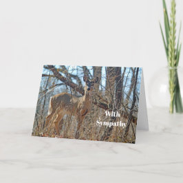 Cartão Wildlife Deer Woods Foto Simpatia