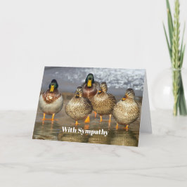Cartão Wildlife Mallard Ducks Foto Simpatia