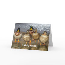 Wildlife Mallard Ducks Foto Simpatia