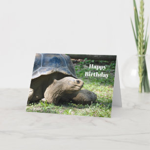 Cartão Wildlife Tortoise Foto Birthday