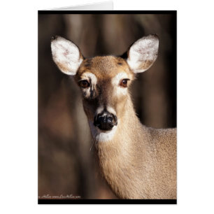 Cartão Wildlife Whitetail Deer Doe Portrait