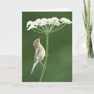 Cartão Willow Warbler