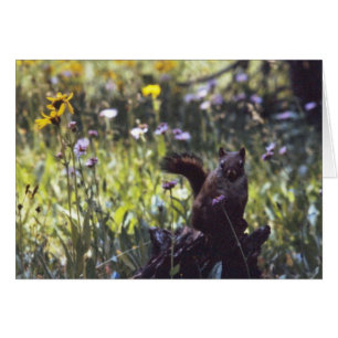 Cartão Wind_River_Range_Chickaree