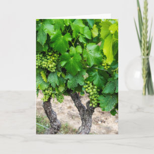 Cartão Wine Grapes Growing, France