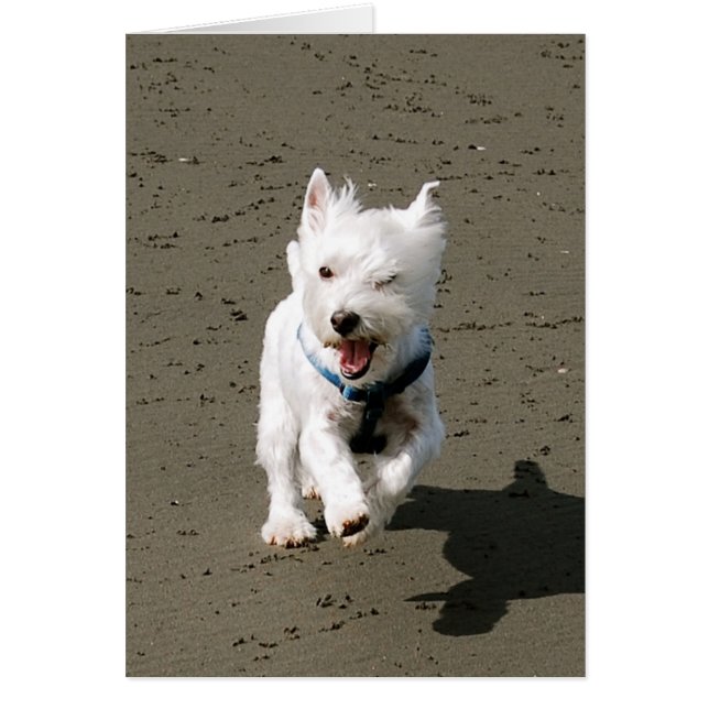 Cartão Winking Westie (Frente)