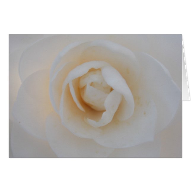 Cartão Winter Camellia (Frente Horizontal)