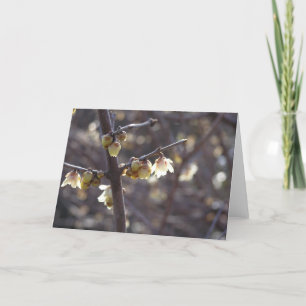 Cartão Winterdoce (Chimonanthus praecox)