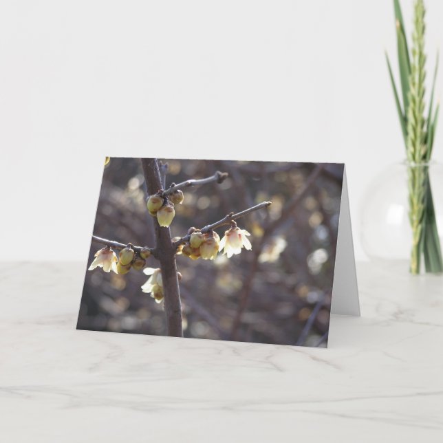 Cartão Winterdoce (Chimonanthus praecox) (Frente)