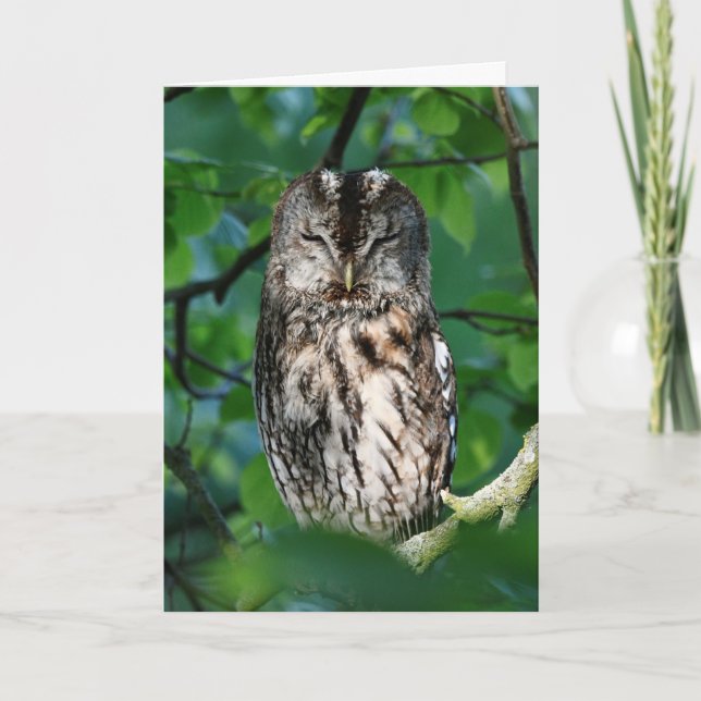 Cartão Wise owl (Frente)