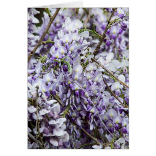 Cartão Wisteria