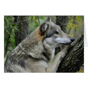 Cartão Wolf cinza
