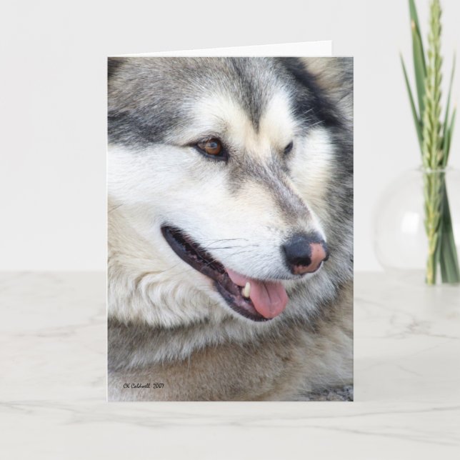 Cartão Wolf Portrait (Frente)