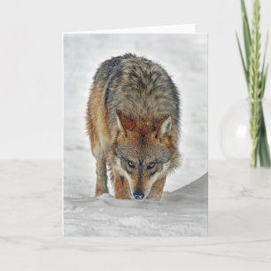 Cartão Wolf Stalking Card
