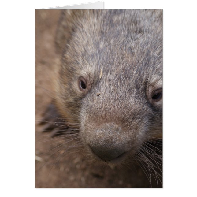 Cartão Wombat Kiss (Frente)