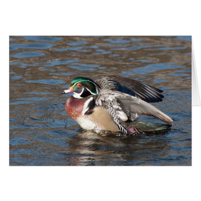 Cartão Wood Duck Drake (Frente Horizontal)