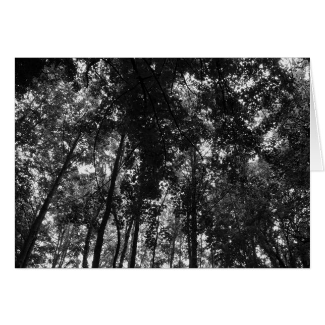Cartão Woodland Canopy 01 BW (Frente Horizontal)