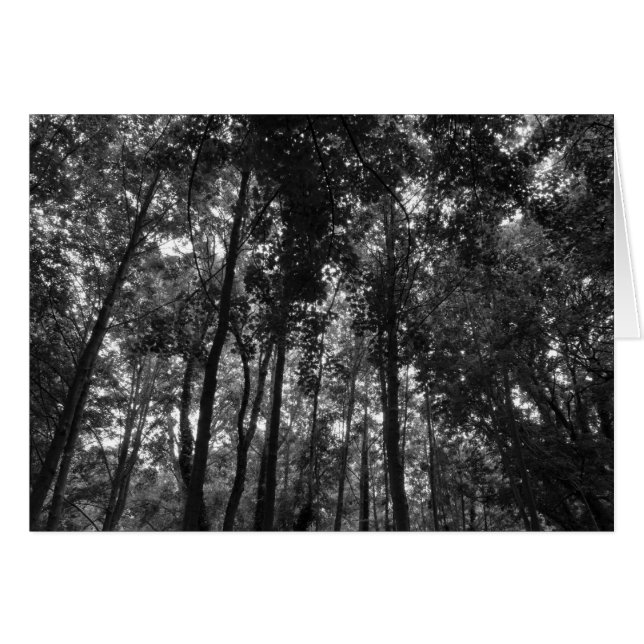 Cartão Woodland Canopy 02 BW (Frente Horizontal)