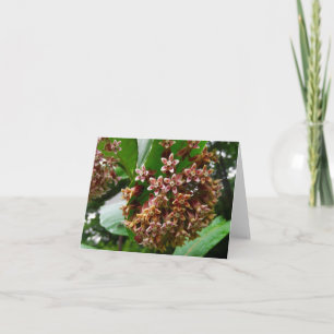Cartão Woodland Note Card Wildflower Milkweed