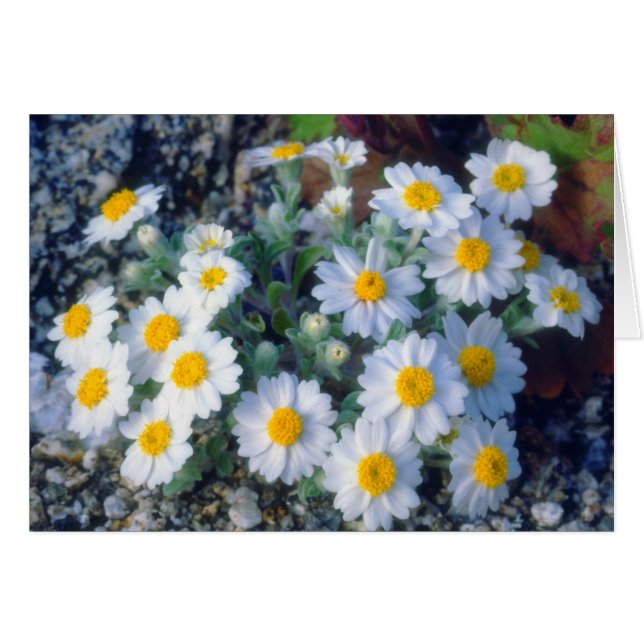 Cartão Wooly Daisy Wildflower (Frente Horizontal)