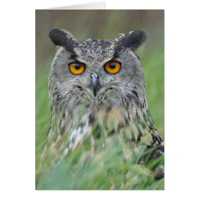 Cartão Wowl (Frente)
