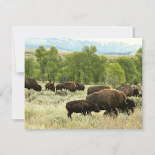 Cartão Wyoming Bison Nature