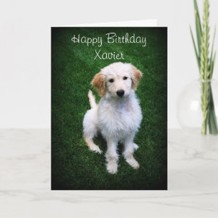 Cartão Xavier Happy Birthday Ouro Doodle Puppy