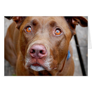 Cartão Xícara de Chocolate Cortado Mix Cachorro 7